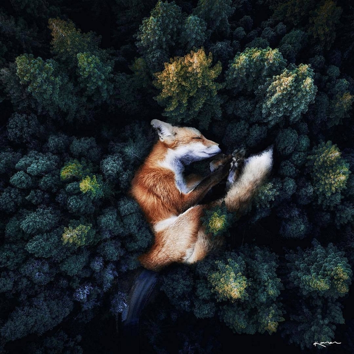 Fox