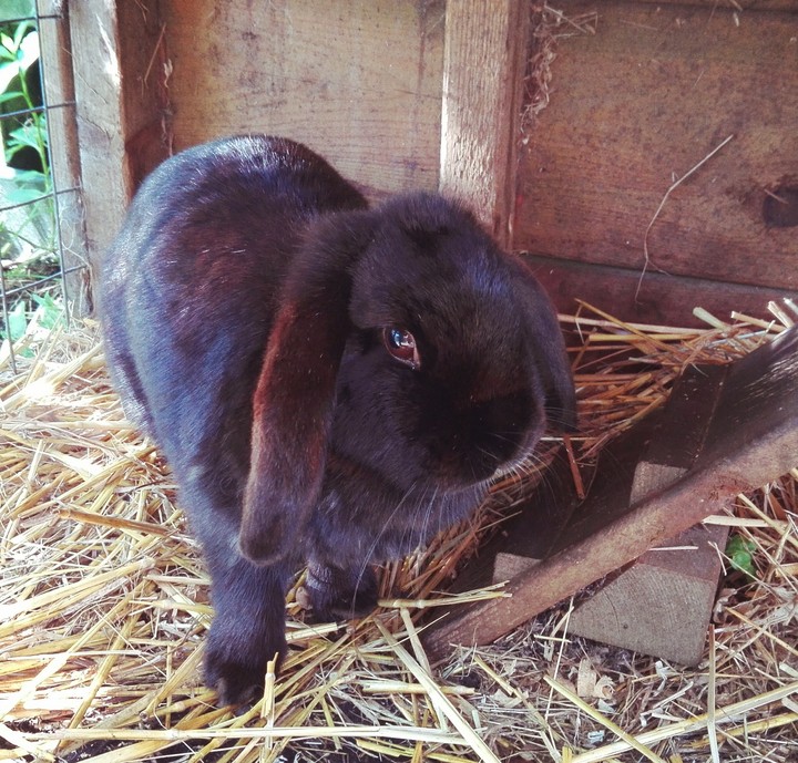 Bunny