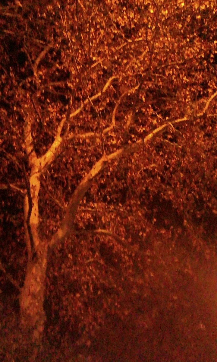 Autumn tree