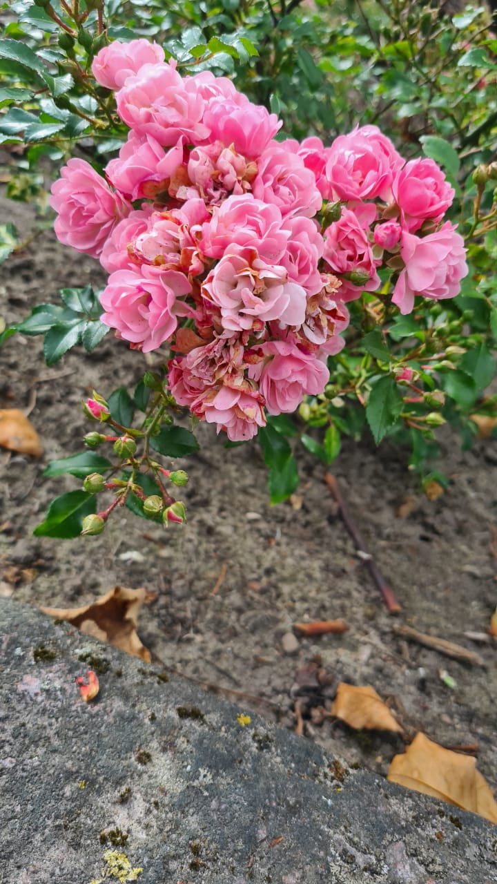 flowers