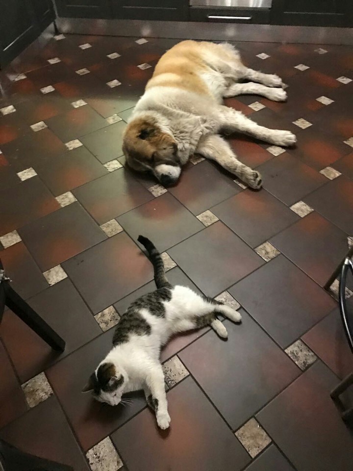 Cat and dog