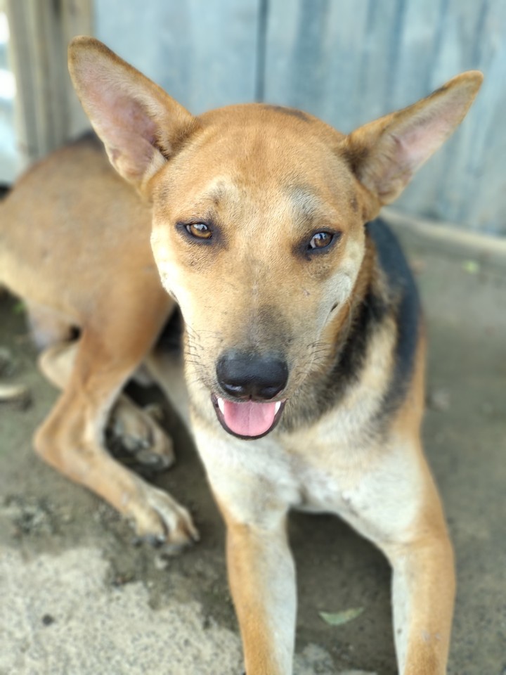 dog