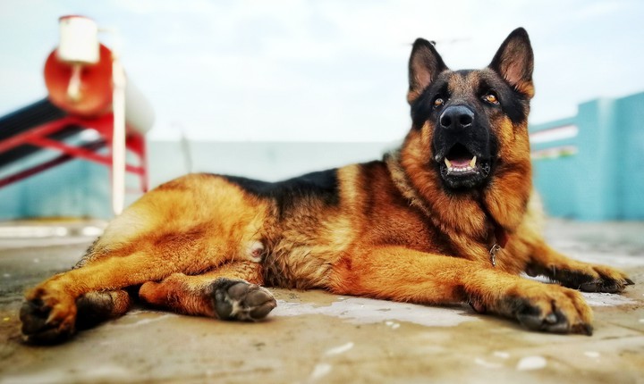 German shepherd