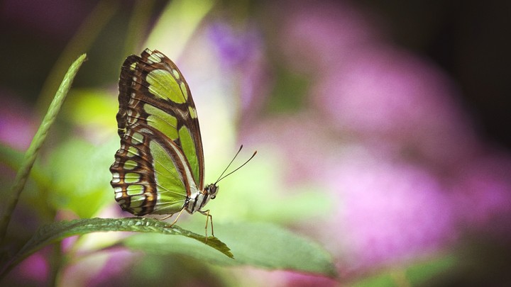batterfly2