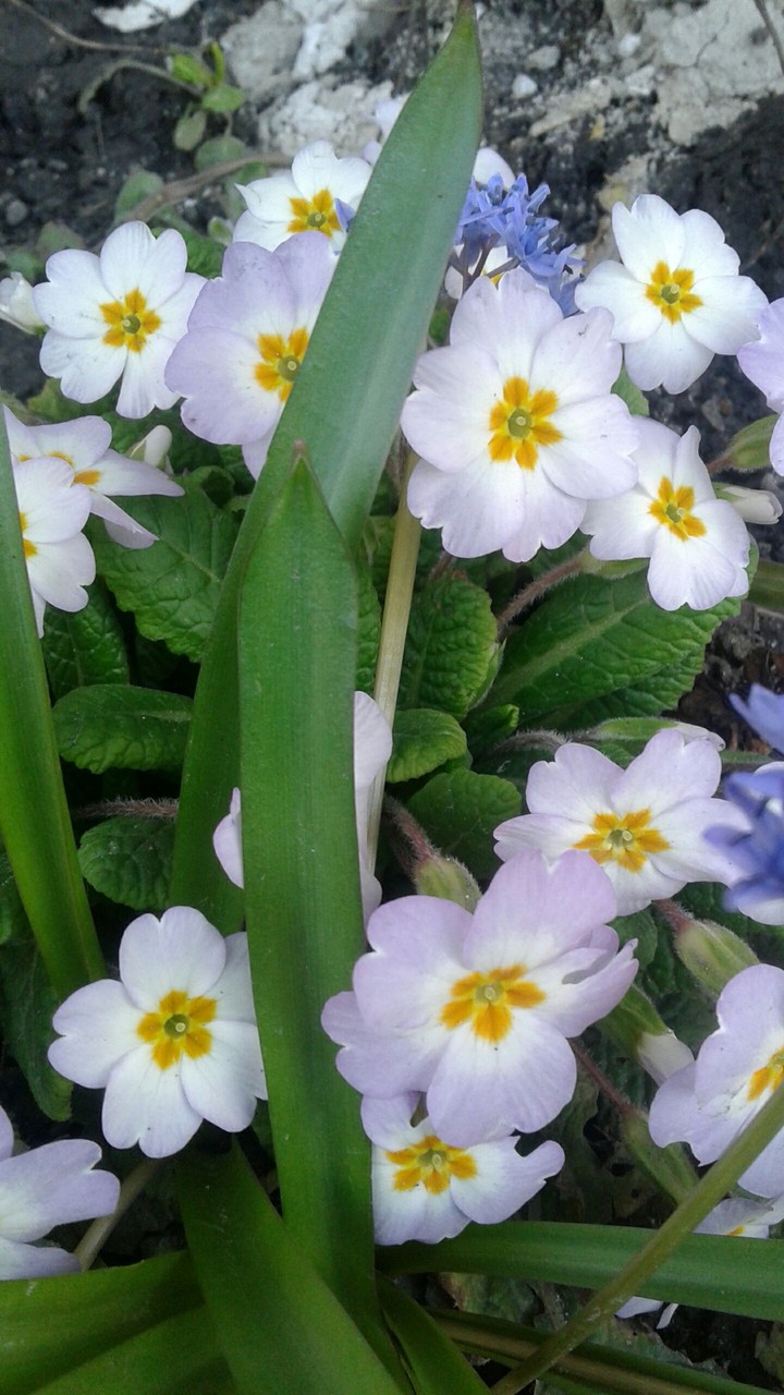 flowers