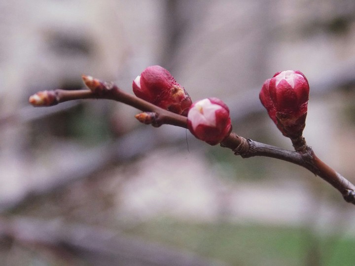 Spring