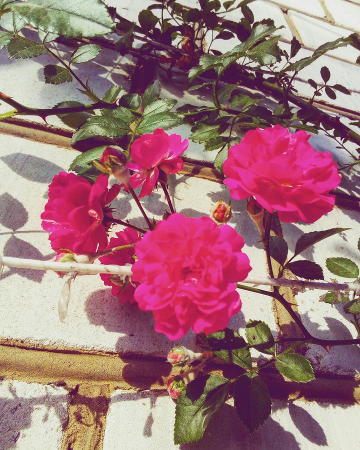 flowers
