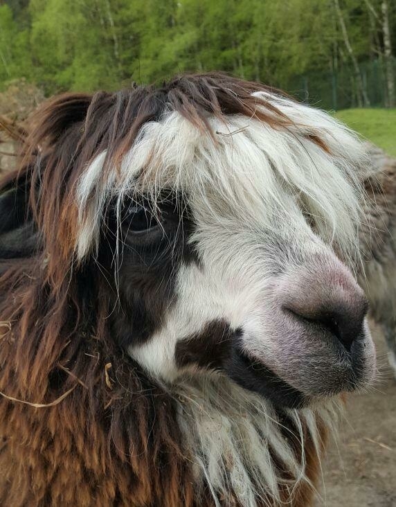 lama