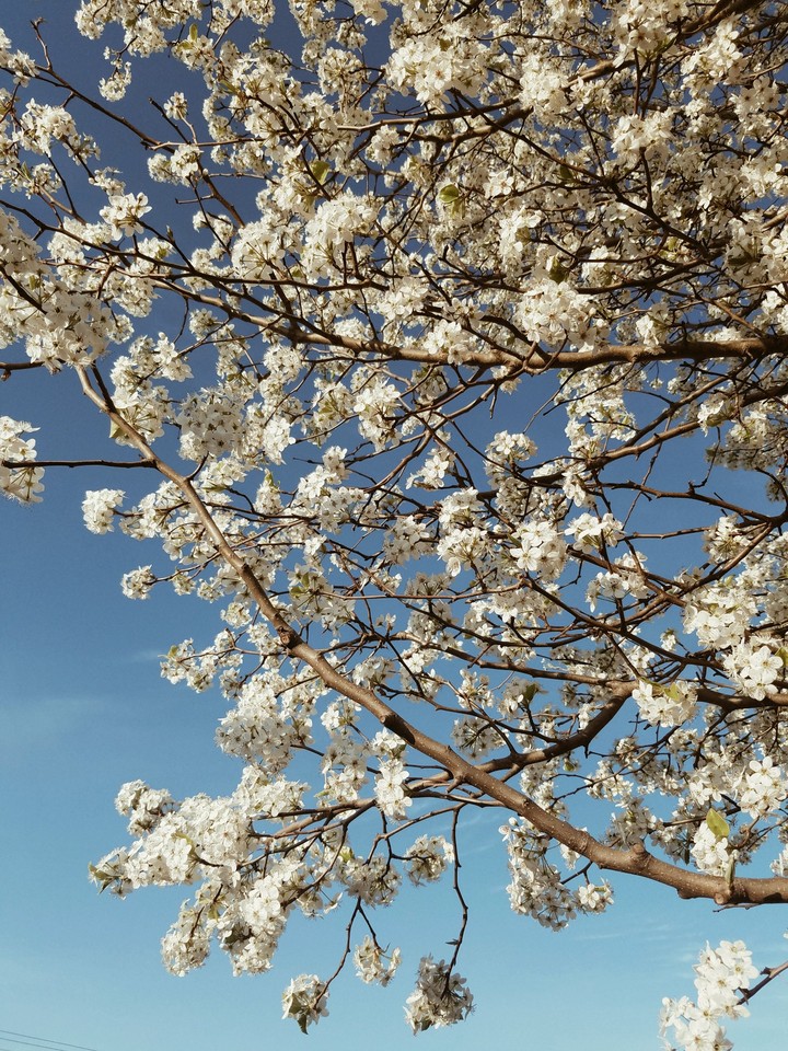 spring