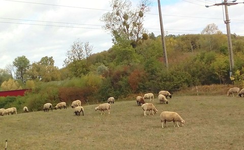 fonds d'écran Field, pasture