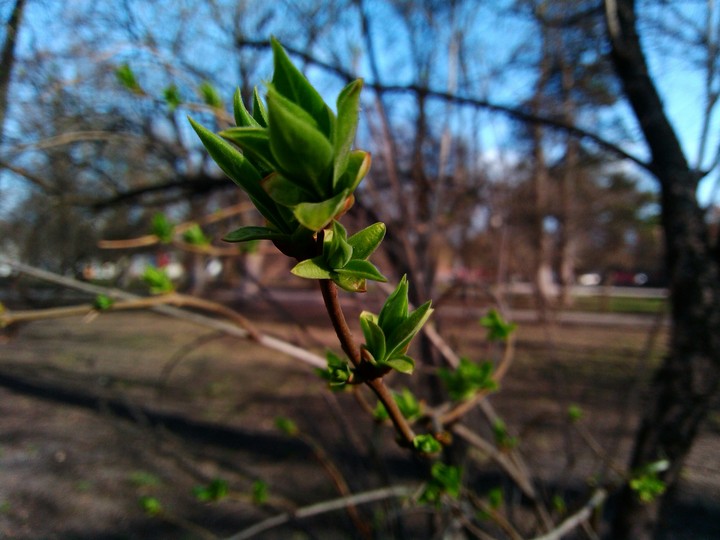 Spring branch