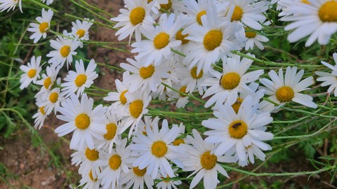 sfondi plant, flower