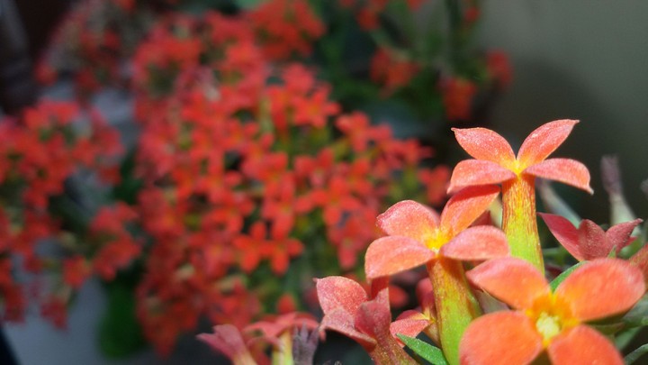 flower