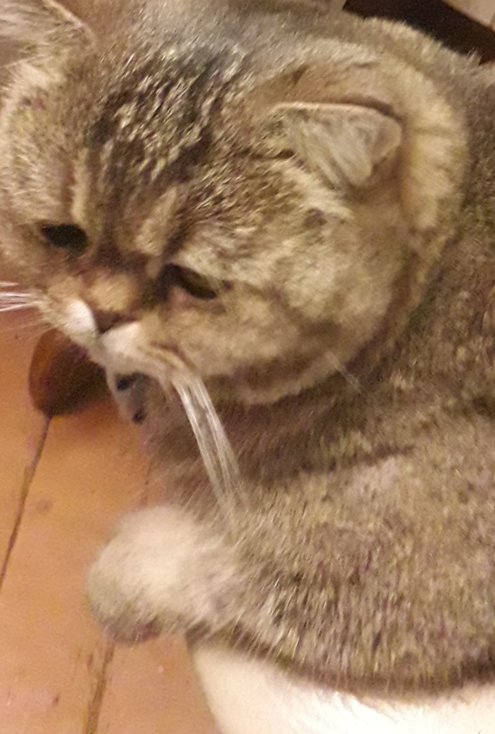 грустный кот