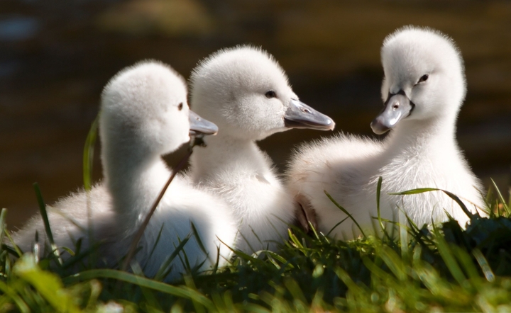 Ducklings