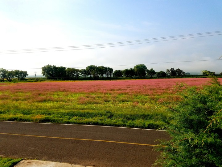 campo