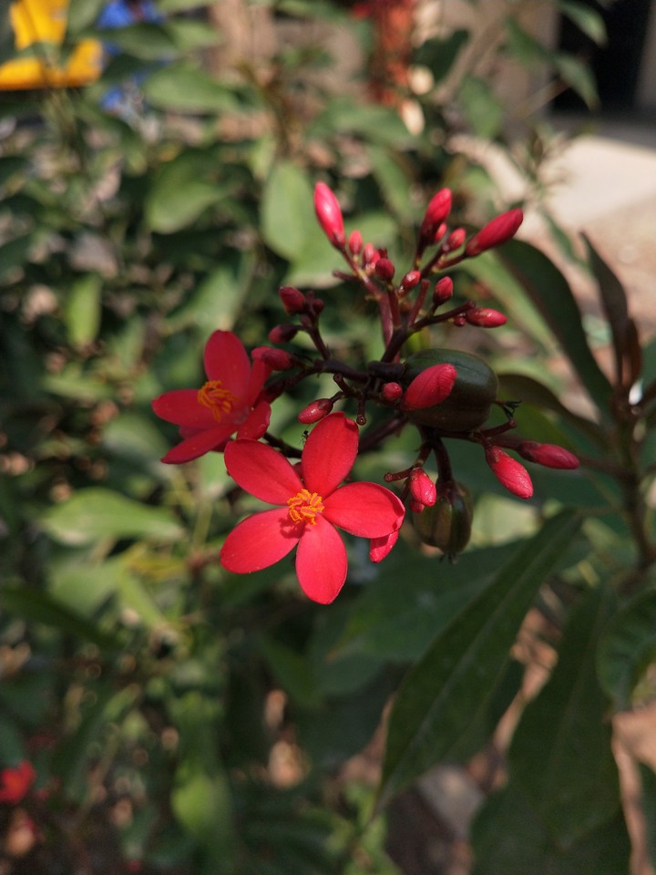 Red flower