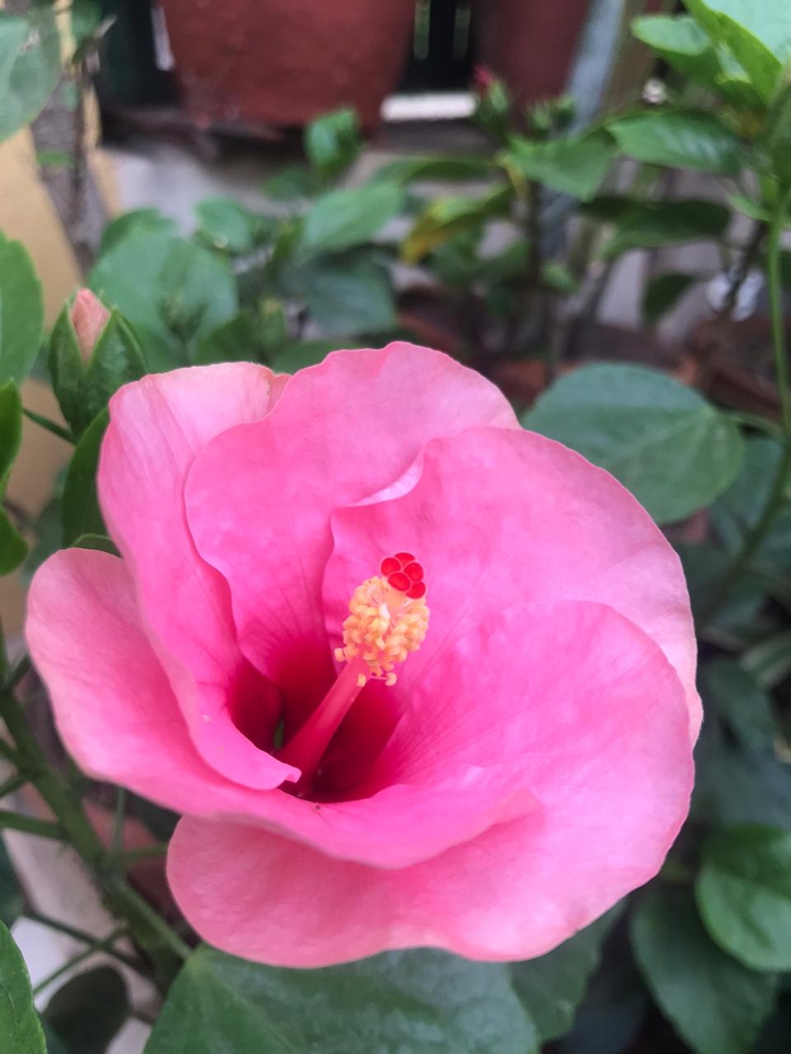 hibiscus pink