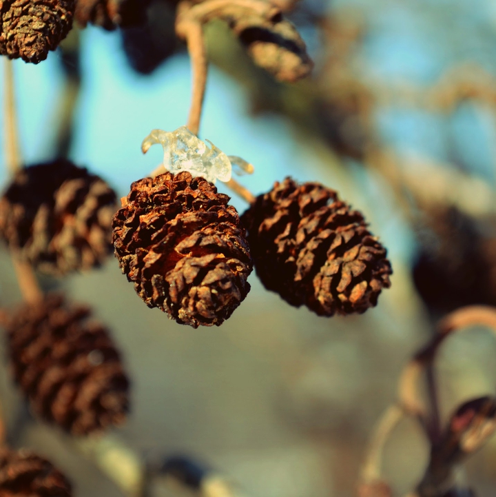 inspiration from nature