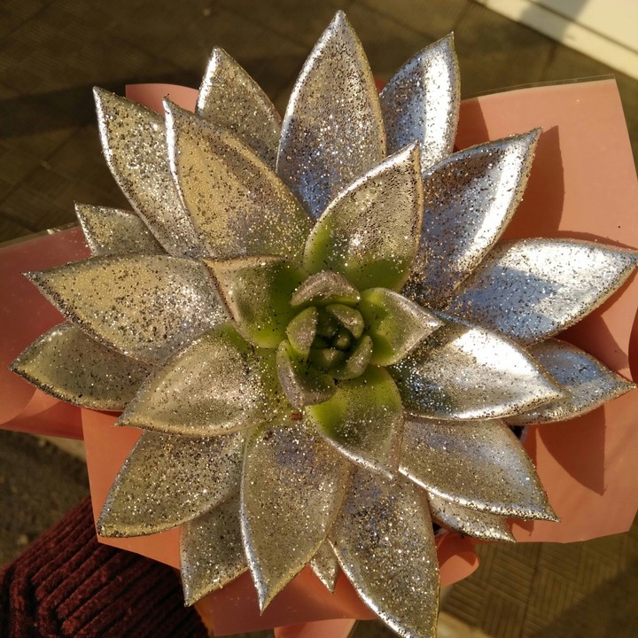 Echeveria