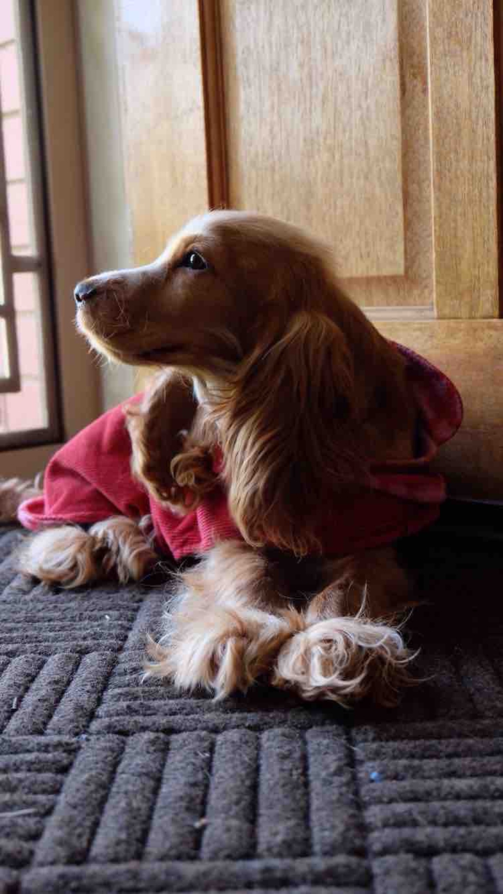 dog