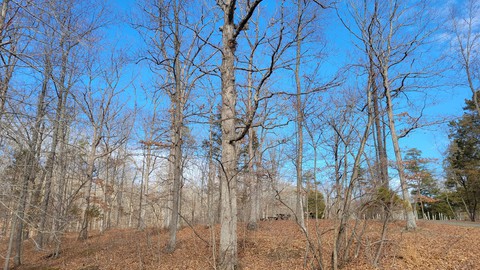 тапети trunk, deciduous