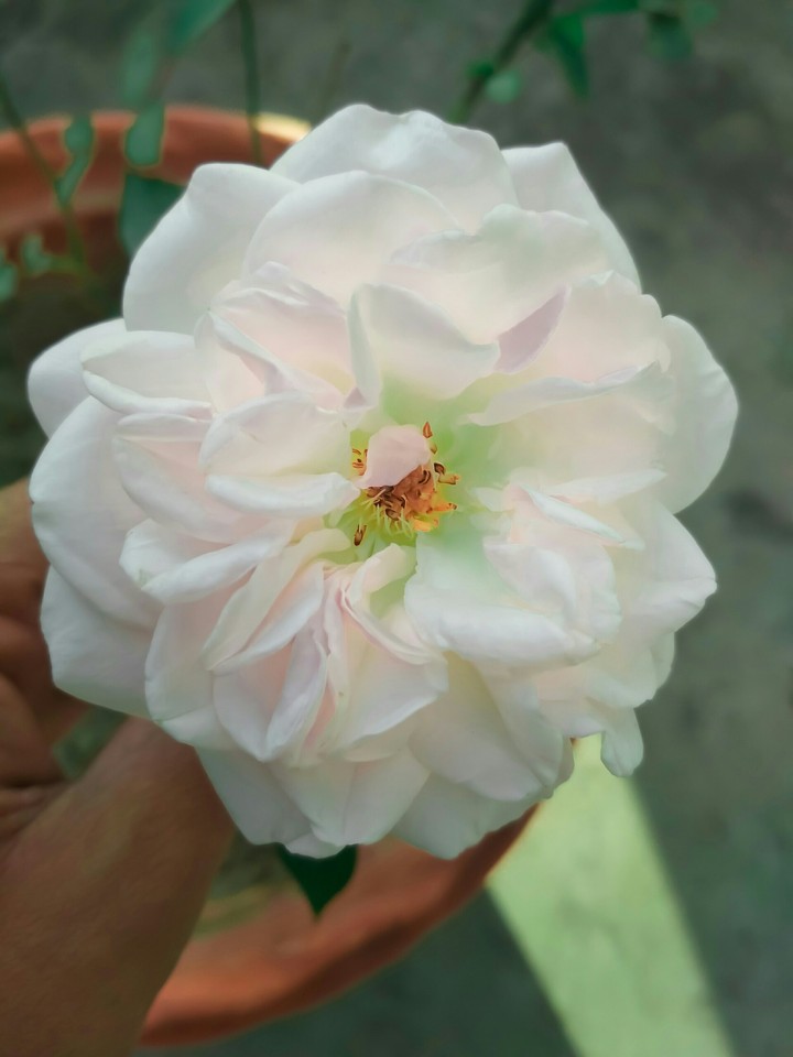 Beauti white rose