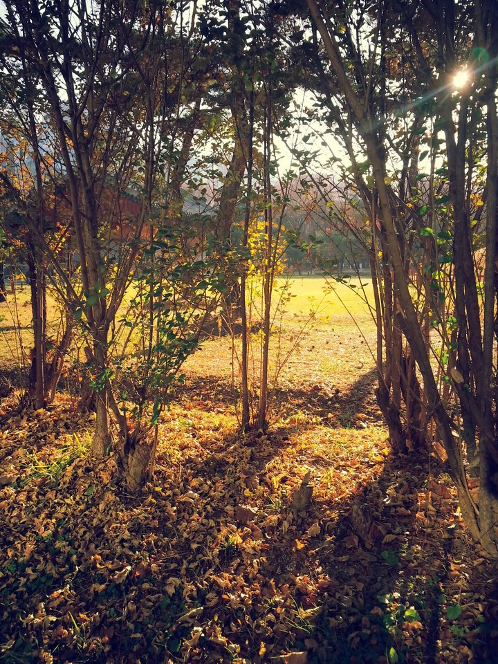 Autumn trees