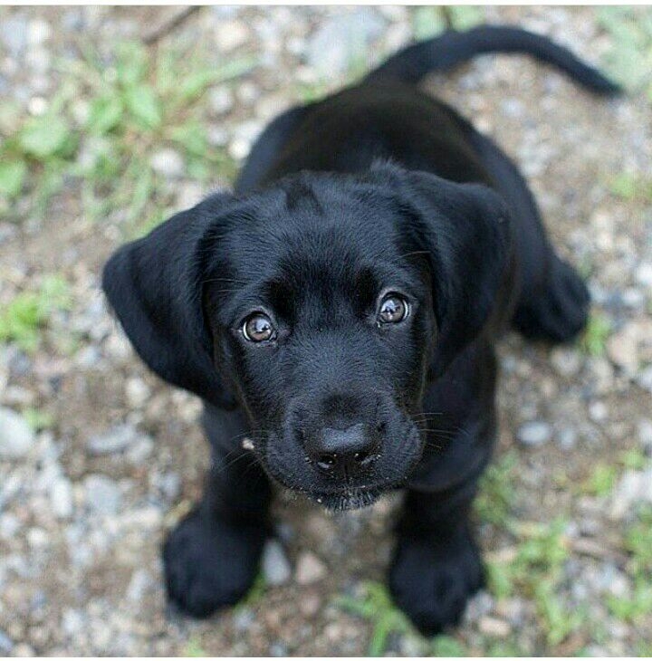 cute puppy
