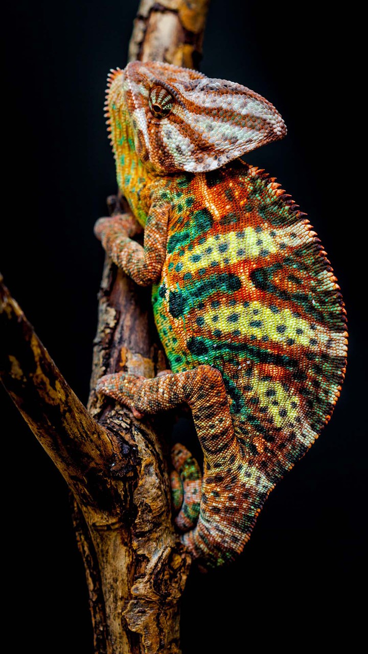colorful