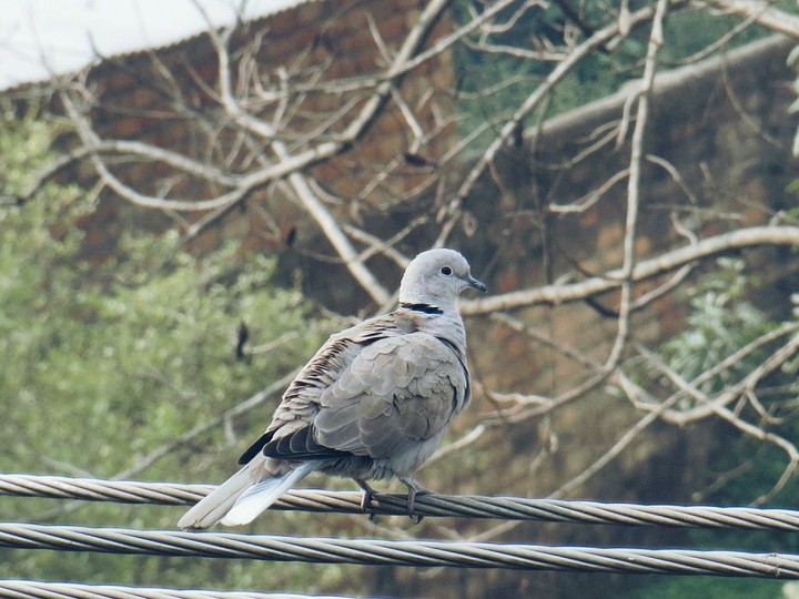 Pigeon