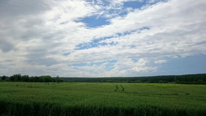 wheat field under the sky