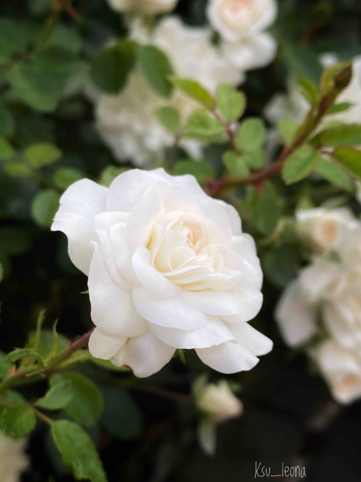 rose