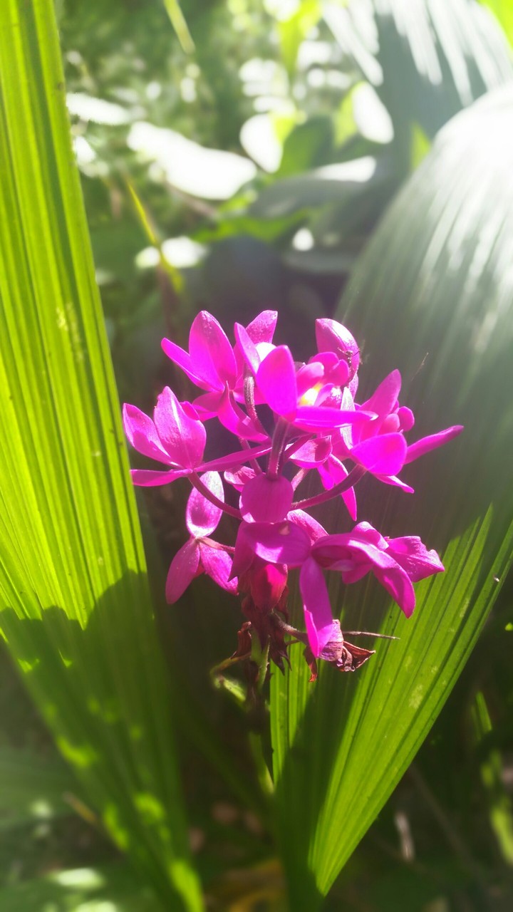 ground orchid