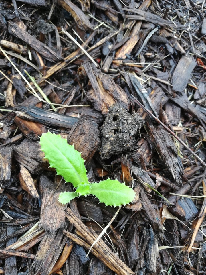 spiny leaf