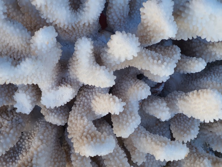 Coral