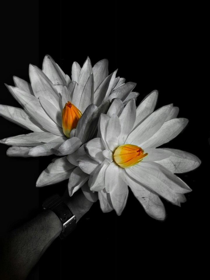 white water lily
