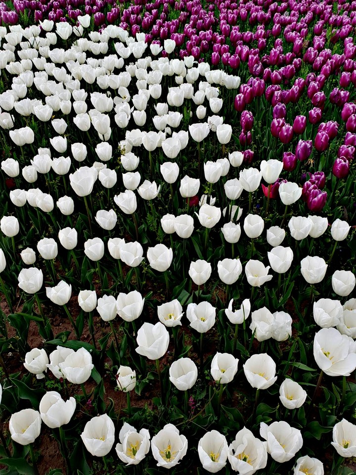 white&pink