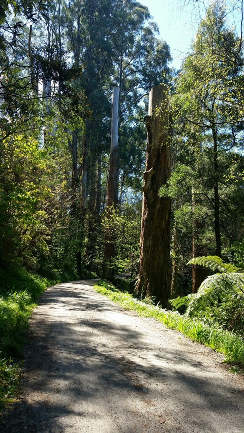Olinda Forest Trail