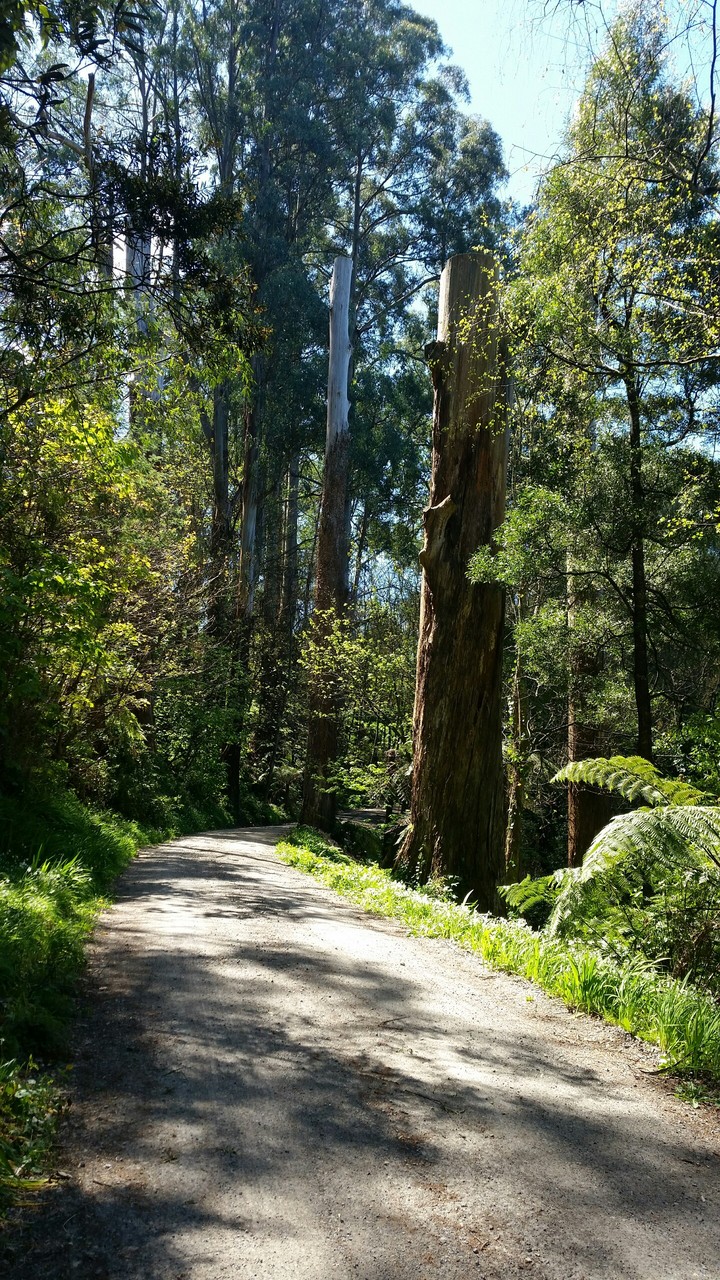 Olinda Forest Trail