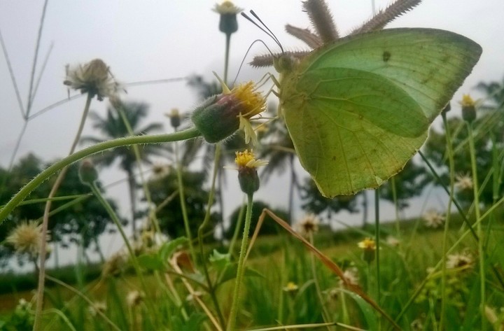 butterfly