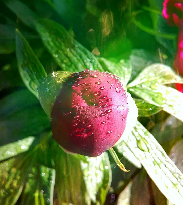 peony