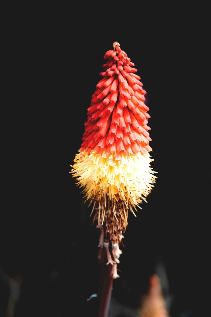 planta