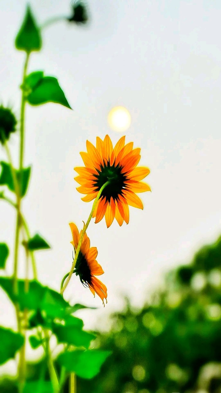 sun flower