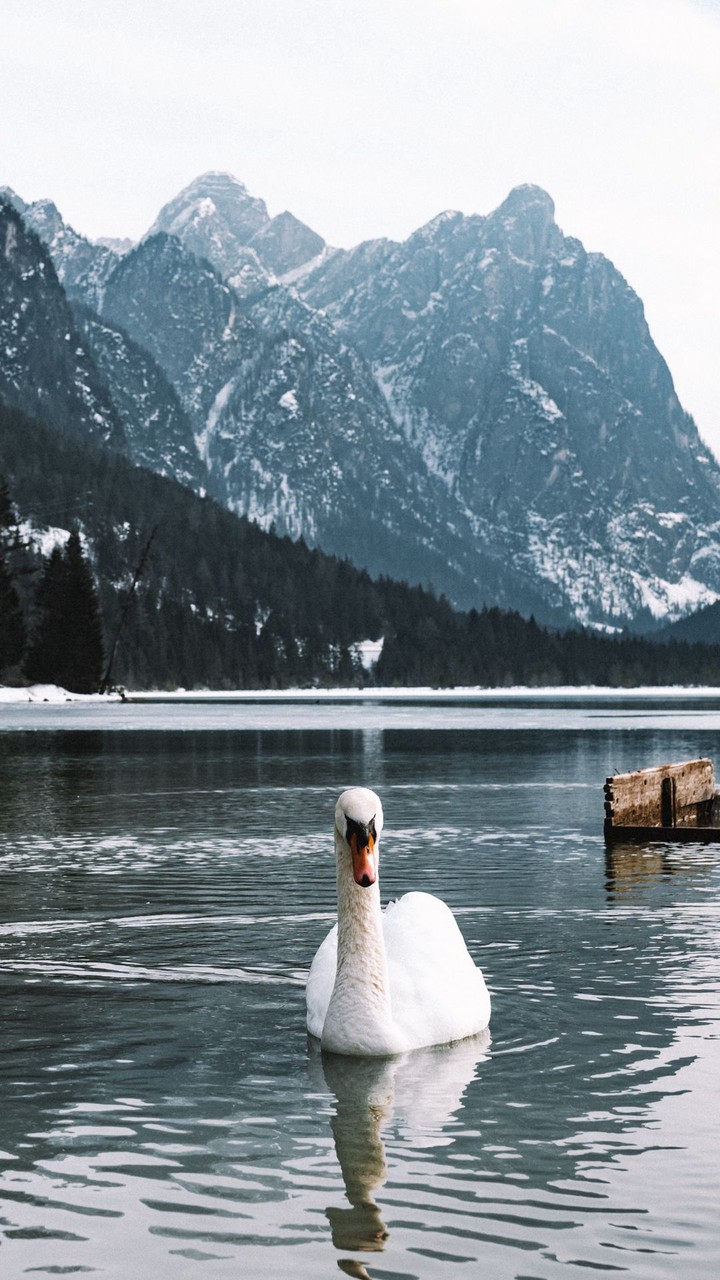 Swan