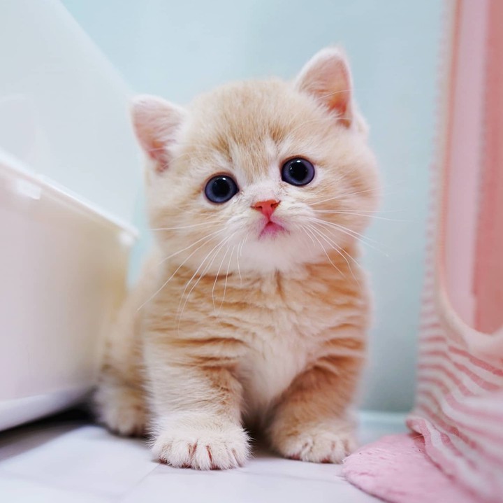 ♡❁◕‿~❁♡
