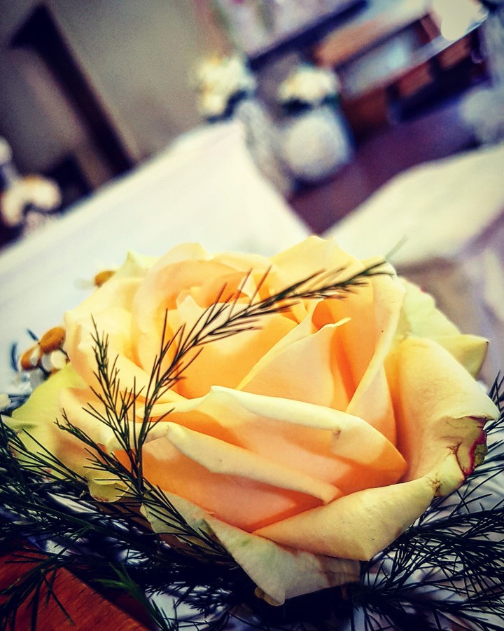 rosa
