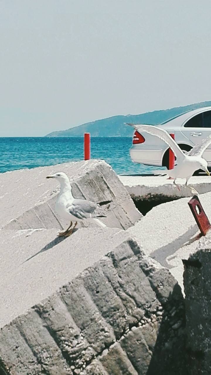 Γλάροι!