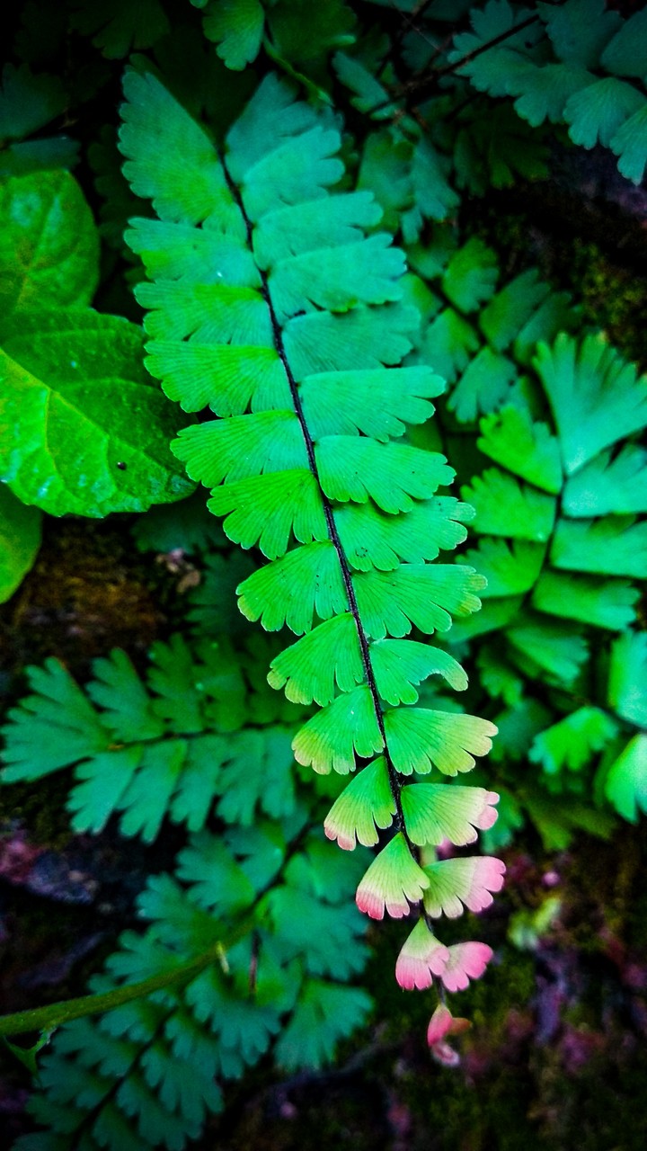 beautiful leaf ❤️?
