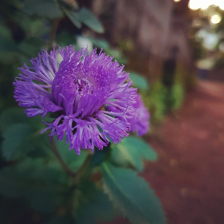 violet love